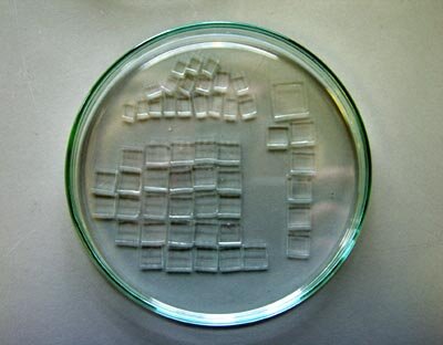 Mikrotubuli-kokeen biologisia näytteitä; pikku putkilot pääsivät Maxus 5-raketilla 700 kilometrin korkeuteen ja takaisin