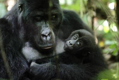 Mountain gorilla in Kahuzi Biega National Park