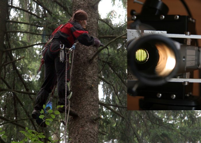 Collecting needles from Norwegian spruce