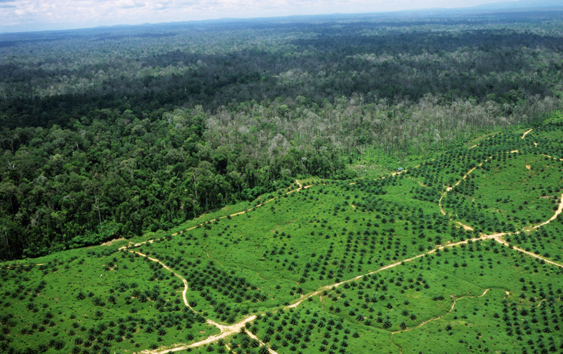 Oil palm plantation in Indonesia