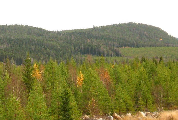 View of the Krycklan test site