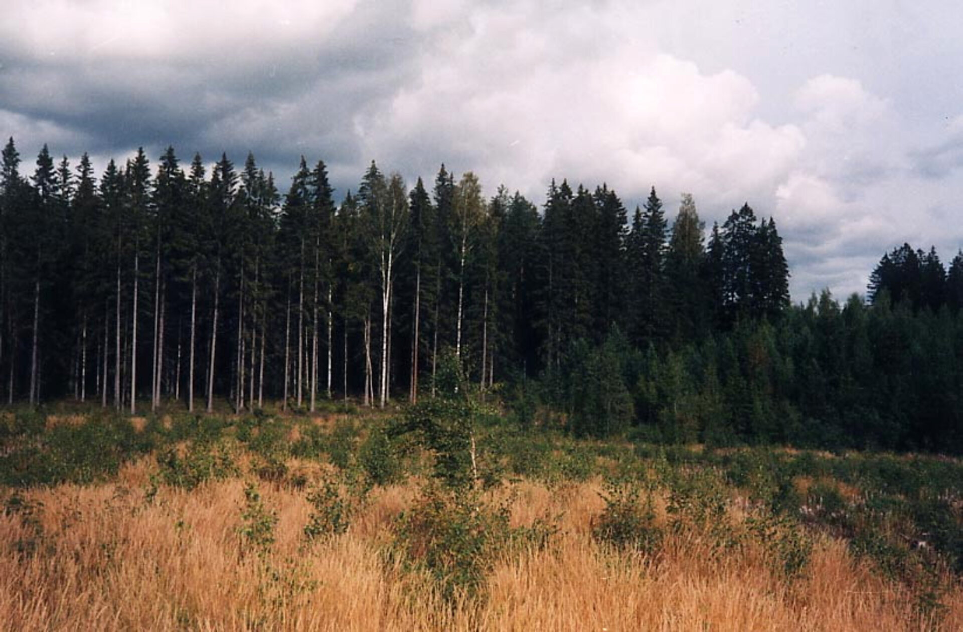 Pohjoista havumetsää<br><br>