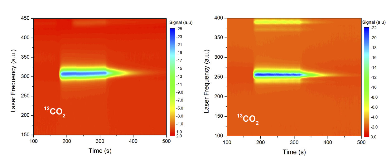 Olive oil isotopic fingerprint