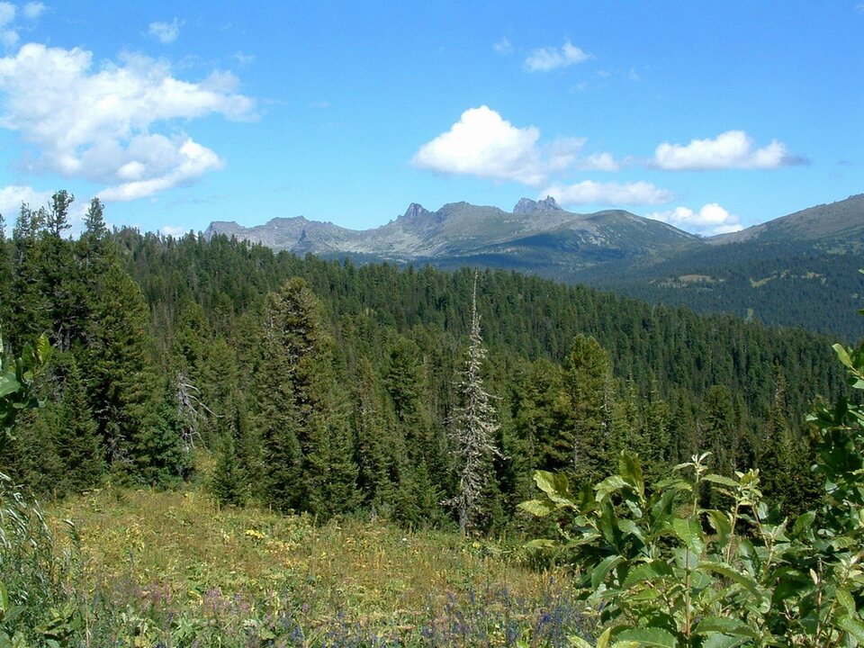 Siberian boreal forest