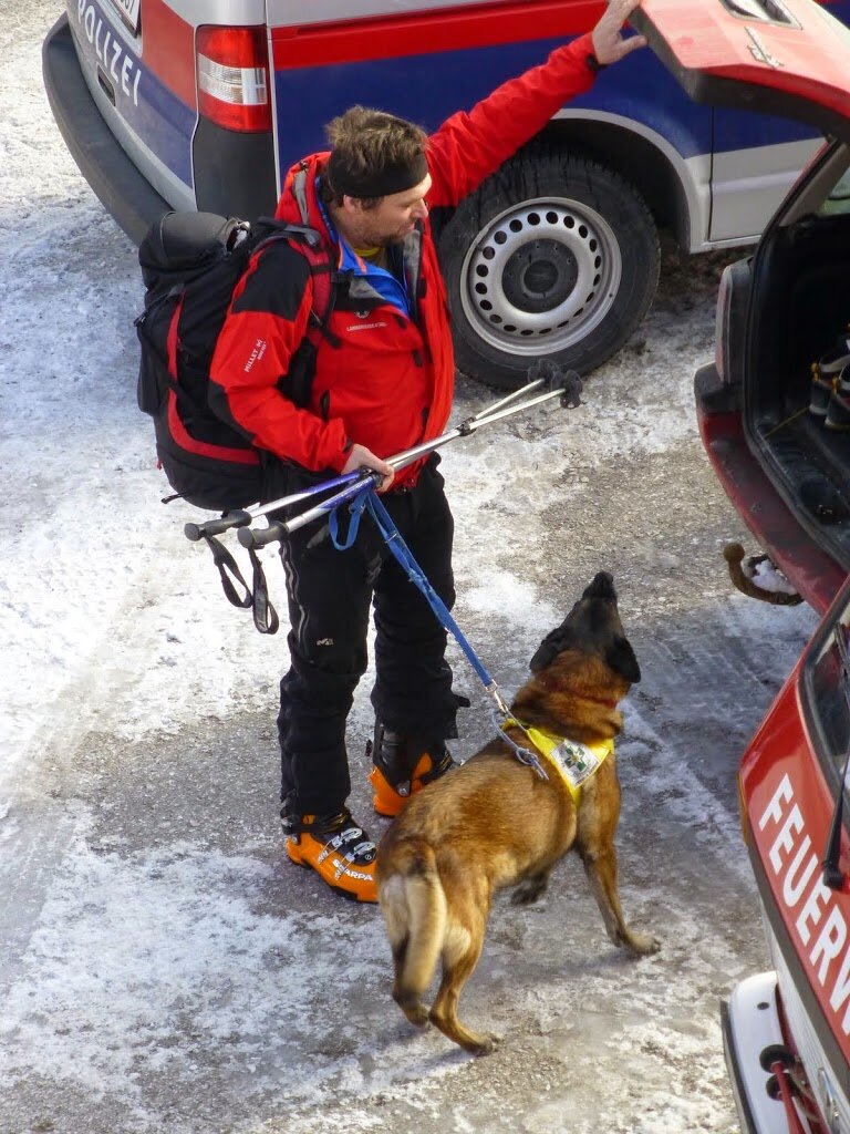 Hunde helfen bei der Suche nach Unfallopfern