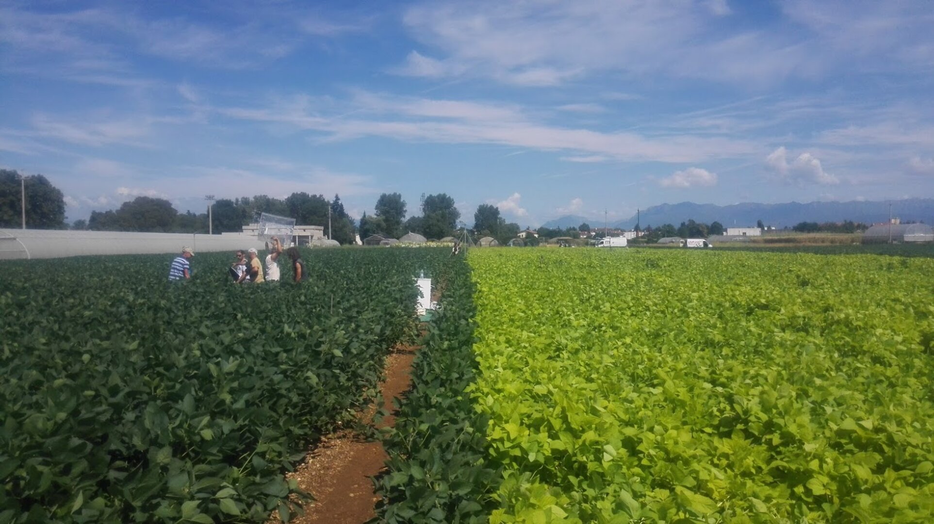 Mutants on the right