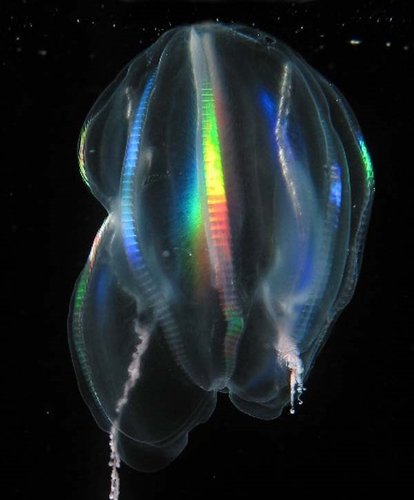 Living in the twilight zone