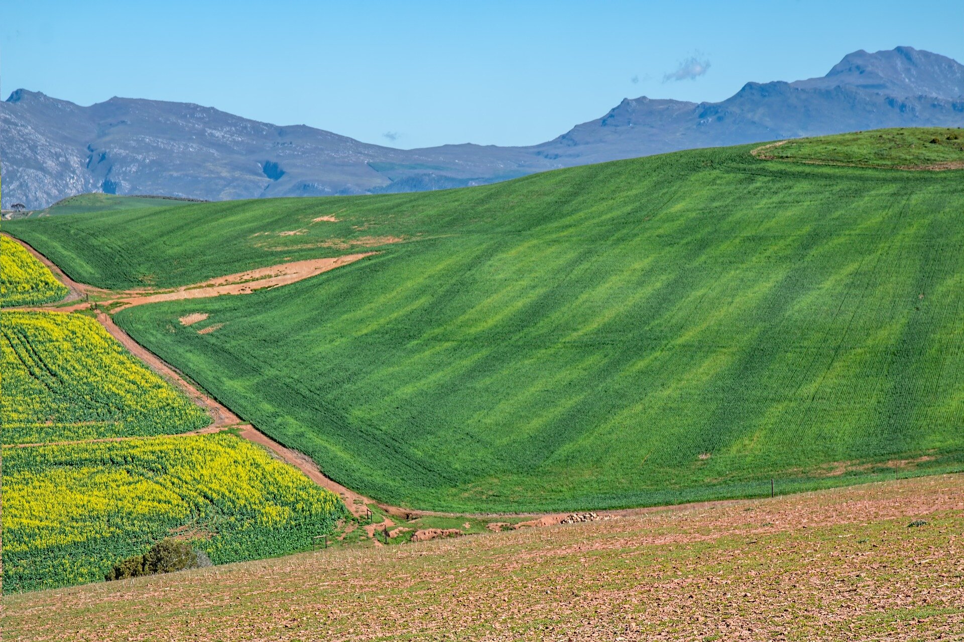 Agricultural rapeseed fields