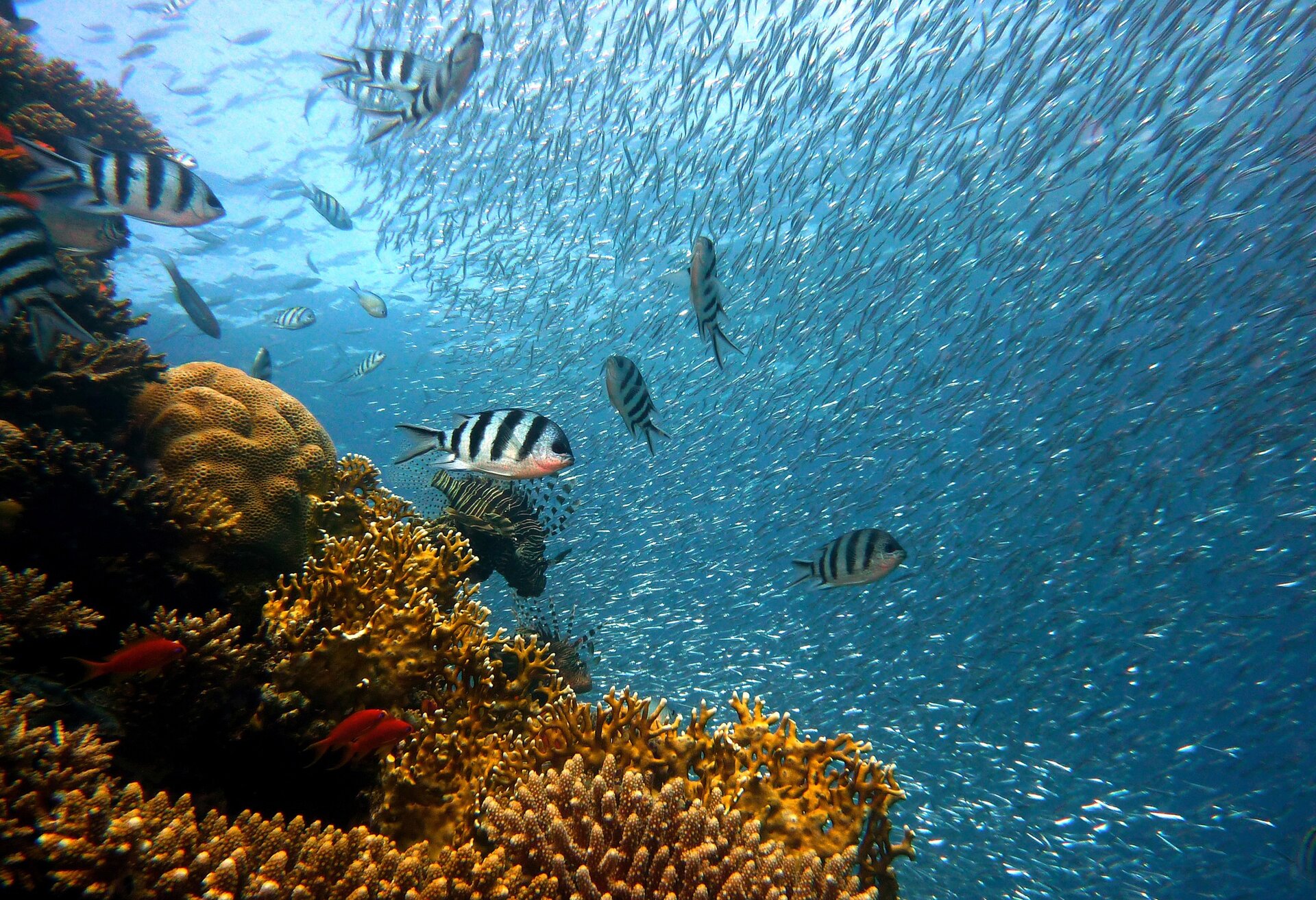 Ocean acidification is detrimental to coral reefs