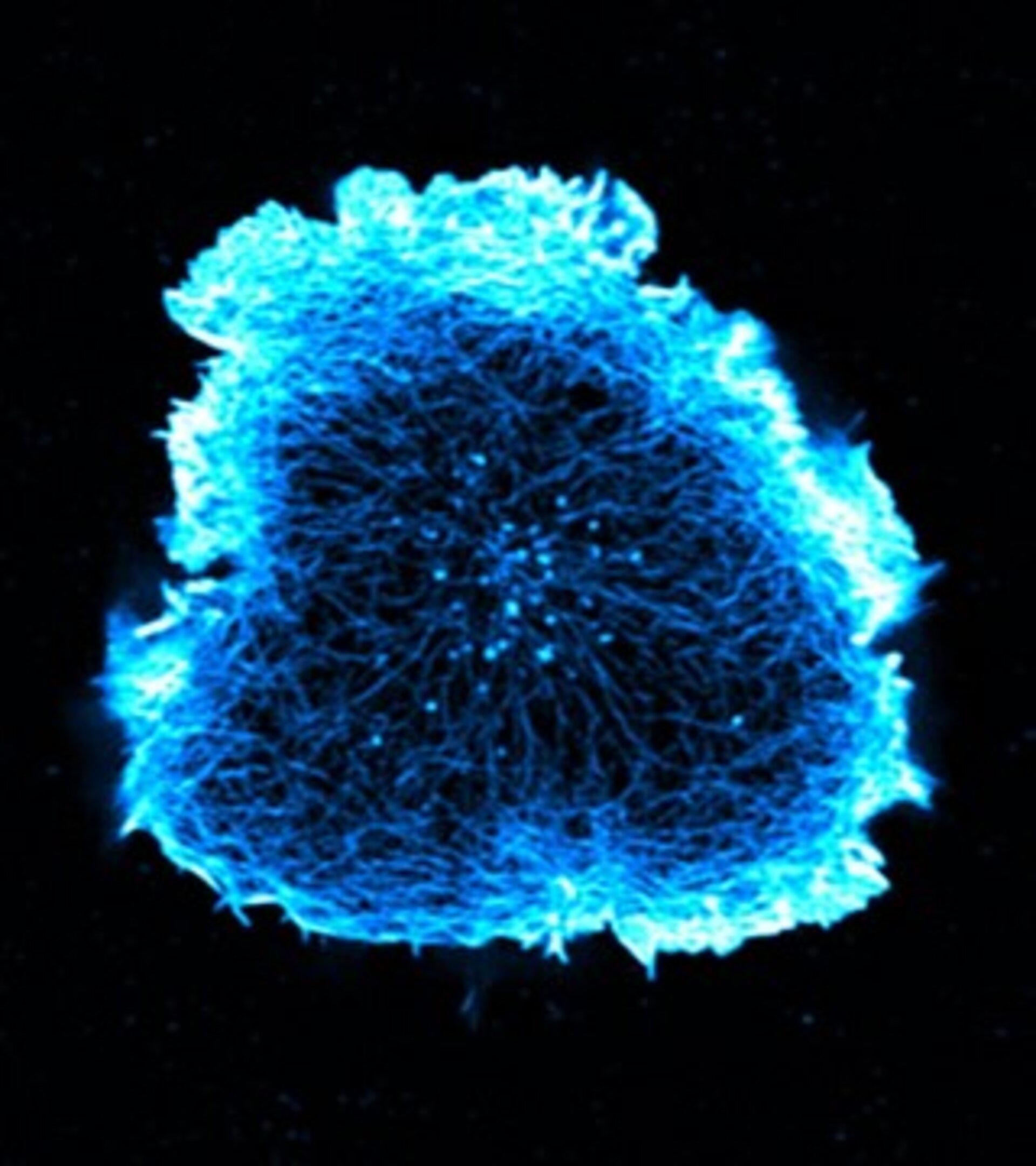 Immune cells under the microscope