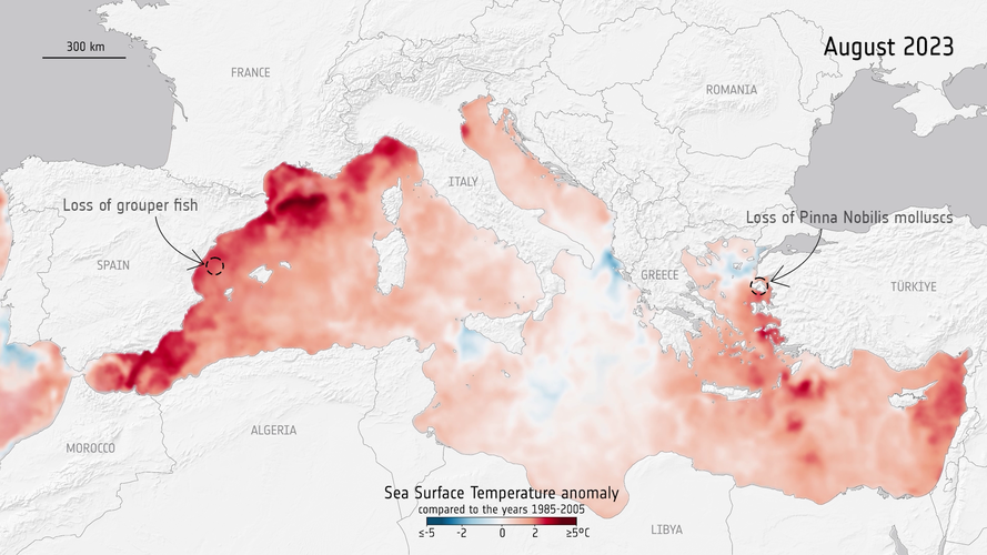Mediterranean Sea heatwaves
